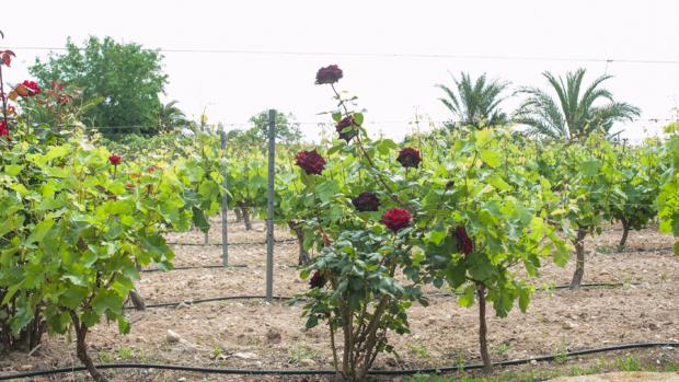 Bodegas Faelo de Elche, viticultura seleccionada