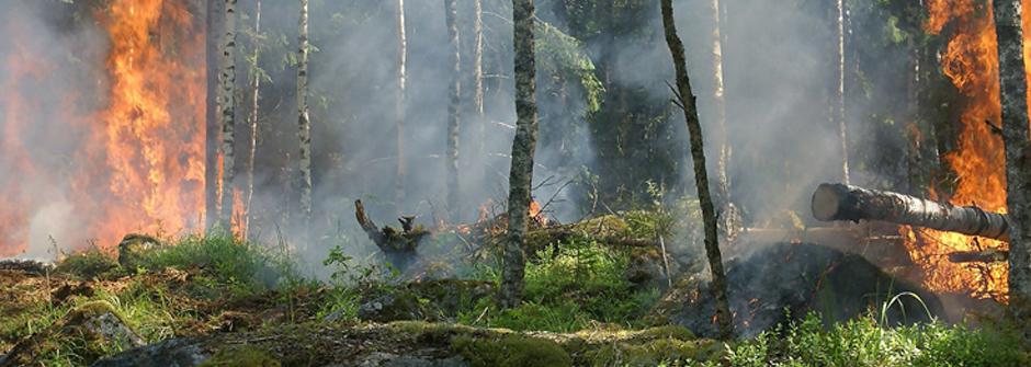 960-960960-960reflexion-incendio-bosques-fuego-forestal-medioambiente-slide-ociomagazine-alicante-copia.jpg